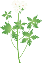 ���X�N�}���E14