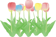 チューリップ多め19 チューリップ多め19